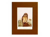 Short-Eared Owl - 1901