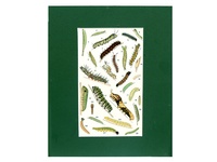 Caterpillars - 1951