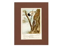 Chickadee - Brown Creeper - 1901 Print
