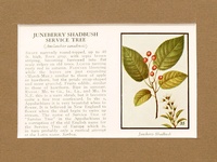 Juneberry Pawpaw - 1934