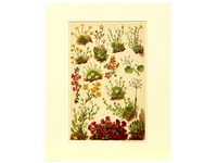 Species of Saxifrage - 1904 Chromolithograph