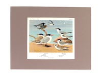 Terns - 1934 Color Plate