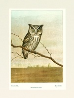 Screech Owl - 1901