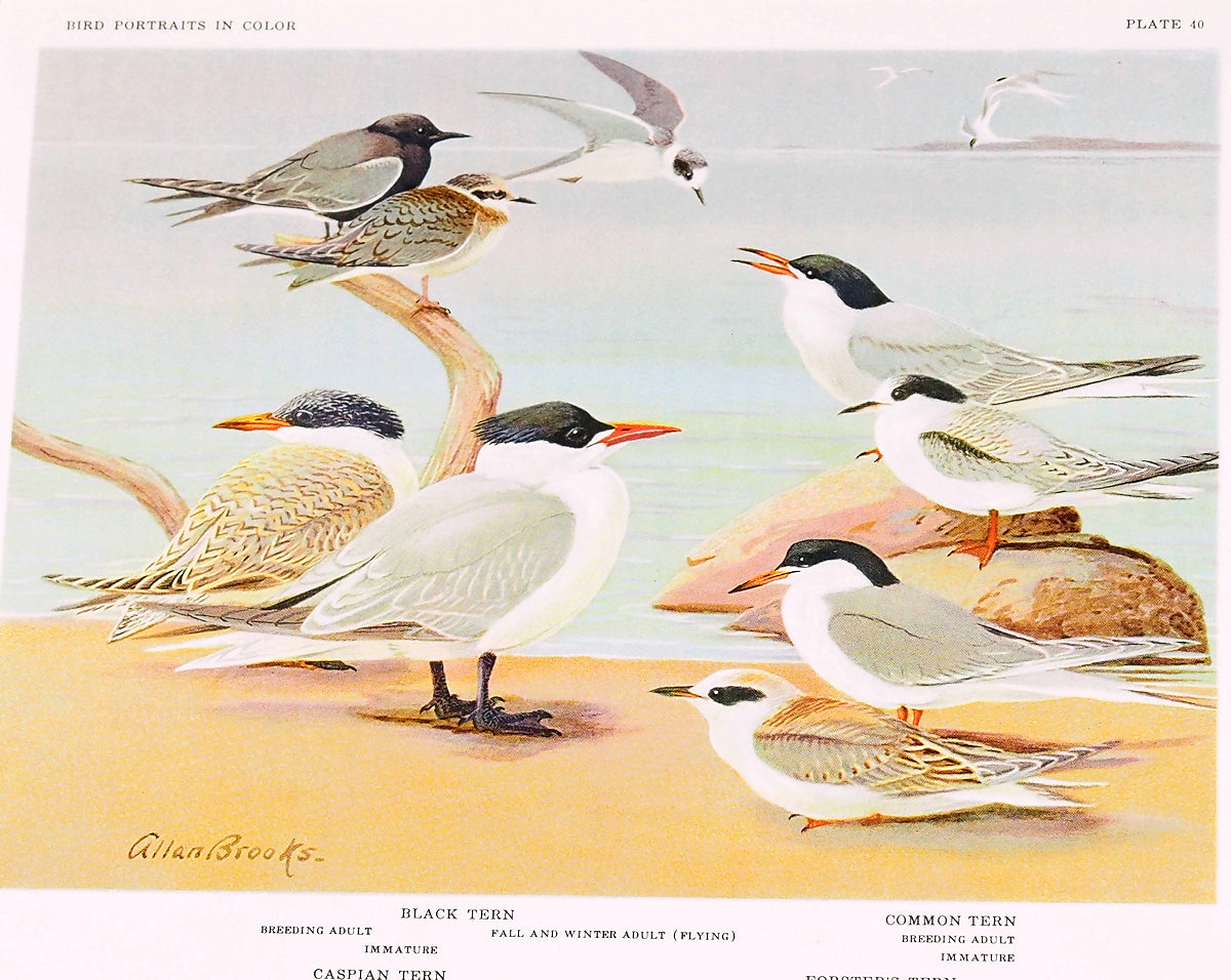Terns - 1934 Matted Color Plate