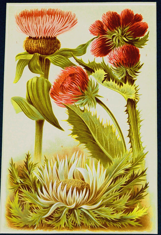 Thistles - 1904 Chromolithograph Vintage Print