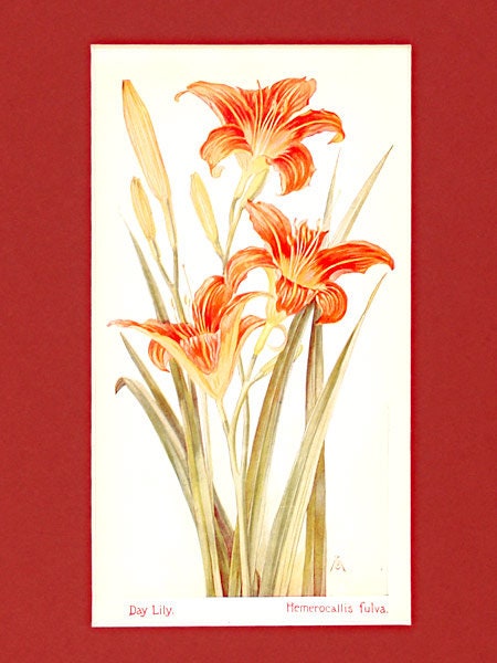 Day Lily - 1929 Colored Print