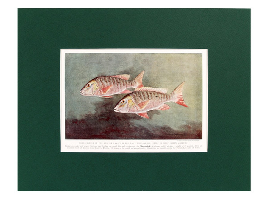Muttonfish - 1939 Print