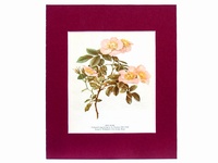 Dog Rose - 1947 Colored Engraving