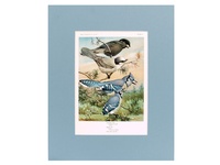 Jays - 1934 Color Plate