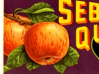 Sebastopol Apples