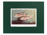 Muttonfish - 1939 Color Print