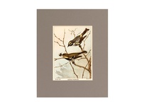 Myrtle Warbler - 1901 Color Print