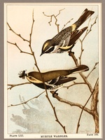 Myrtle Warbler - 1901
