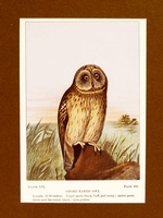 Short-Eared Owl - 1901