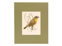 Yellow-Breasted Chat - 1901