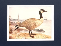 Canada Goose - 1902