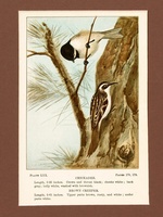 Chickadee - Creeper - 1901