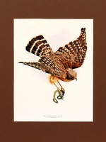 Red Shoulder Hawk-1902