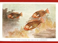 Parrotfish - 1939 Print