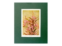 Fire-weed - 1923 Color Print