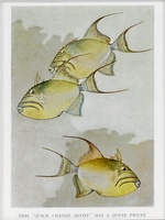 Triggerfish - 1939