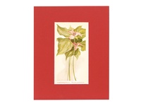 Large Flowering Trillium - 1929