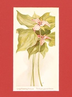 Flowering Trillium - 1929