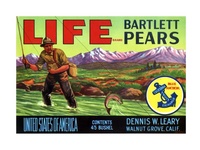 Life California Bartlett Pears Crate Label