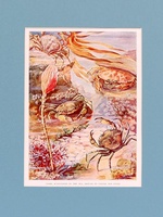 Crabs - 1939 Print