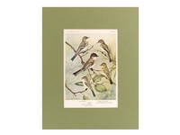 Flycatchers - 1934 Color Plate