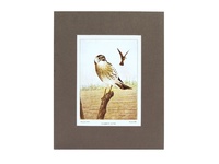 Sparrow Hawk - 1901 Color Print
