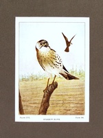 Sparrow Hawk - 1901