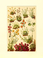 Species of Saxifrage
