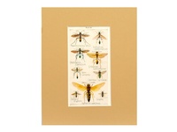 Sphecoidea Wasps - 1948