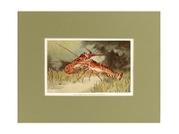 Spiny Lobsters - 1939 Color Print