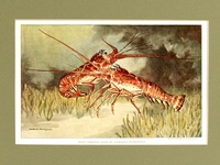 Spiny Lobsters - 1939