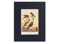 Swallows - 1934 Color Plate