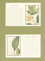 Tulip-Magnolia Trees-1934