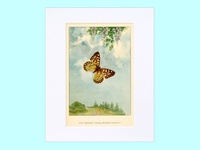 Grey Emperor Butterfly - 1926
