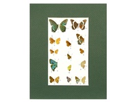 Admiral Butterflies - 1951 Color Print