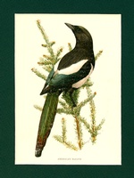 American Magpie - 1901