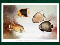 Angelfish - 1939 Print