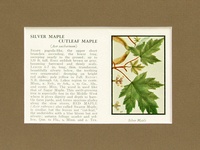 Maple Trees - 1934