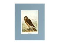 Marsh Hawk - 1901 Color Print