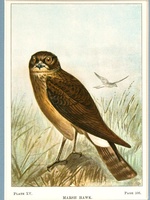 Marsh Hawk - 1901