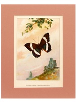 Banded Butterfly - 1926