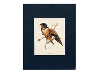 Barn Swallow - 1901