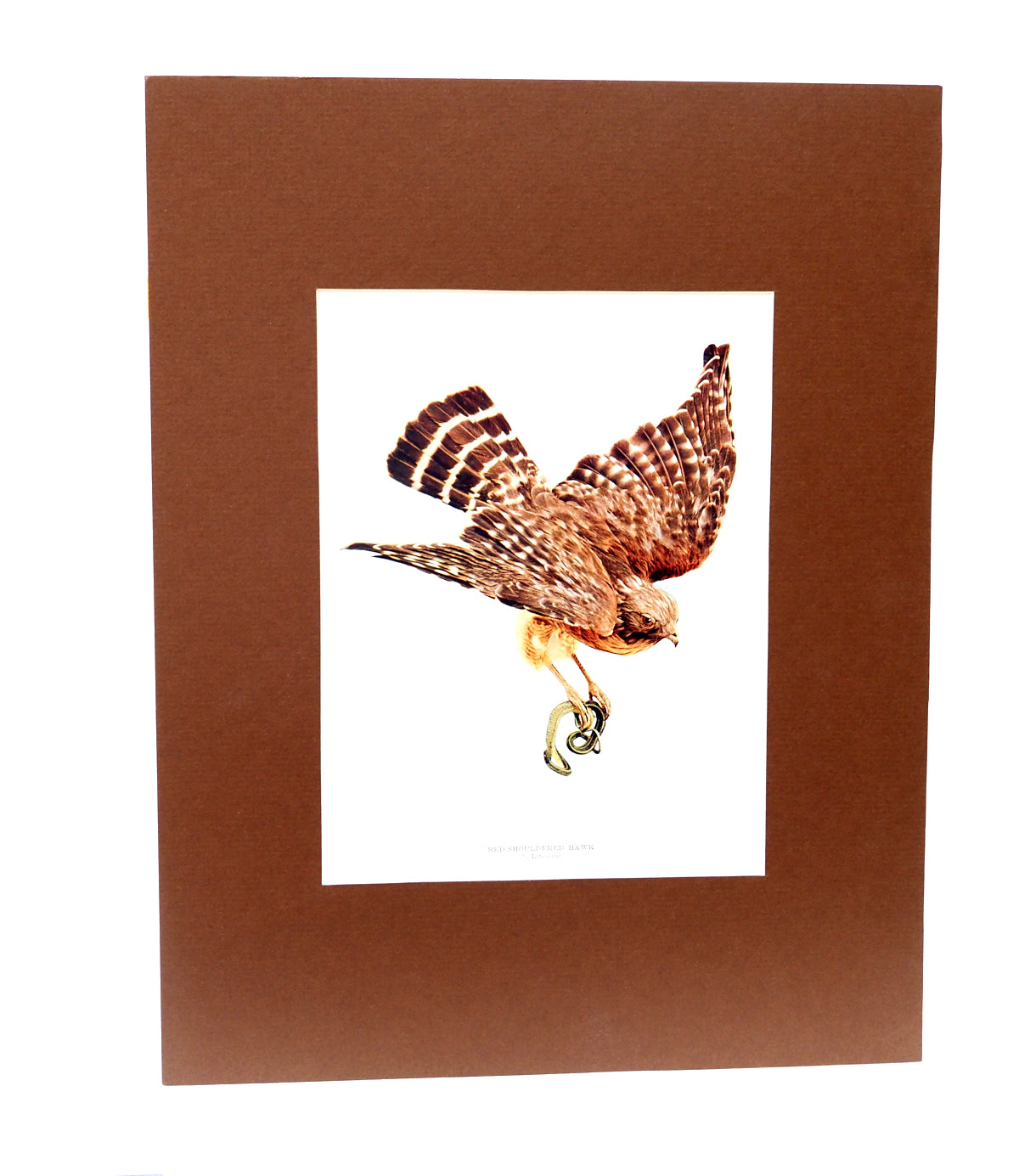 Red Shouldered Hawk - 1902
