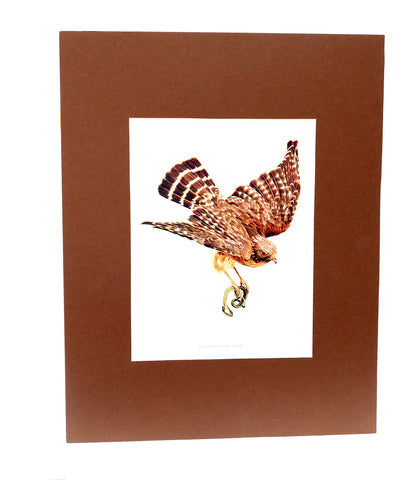 Red Shouldered Hawk - 1902