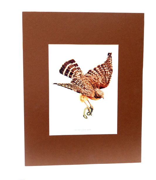 Red Shouldered Hawk - 1902